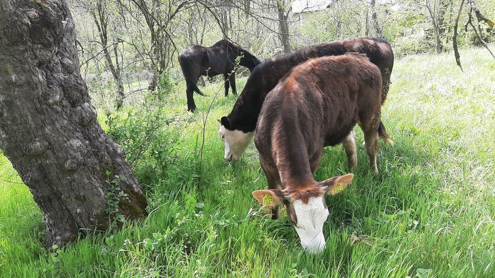 Vand vitea de 1.4 ani