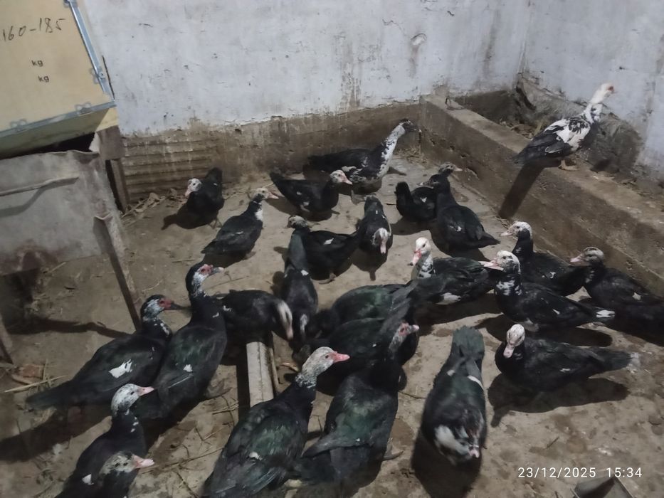 Indukutka Индук утка сотилади