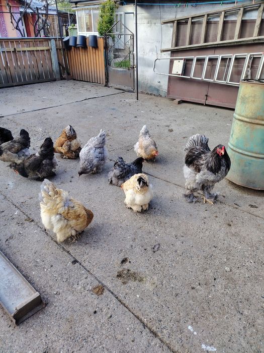 Ouă de brahma de la păsările din poze