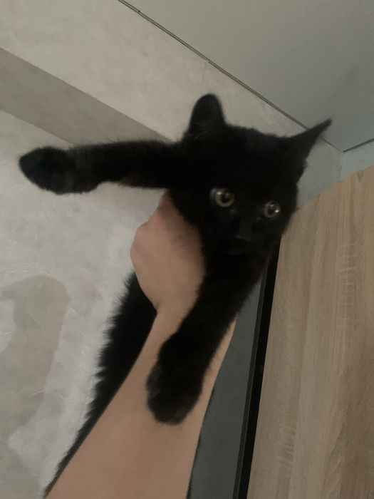 Отдам котенка в добрые руки британская девочка
