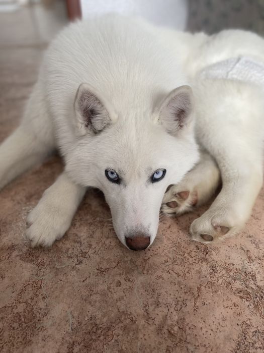 Сибирский хаски
