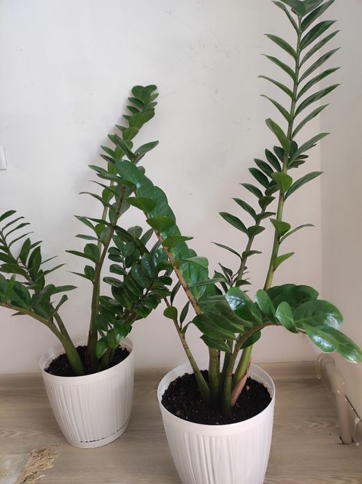 Долларовое дерево