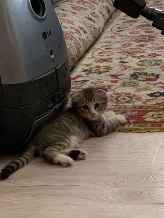 Отдам котенка, мальчик