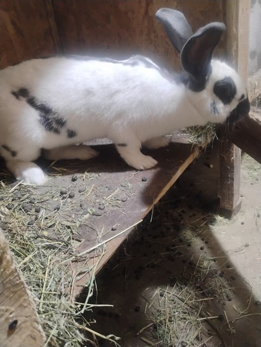 Uriaș pestriț german