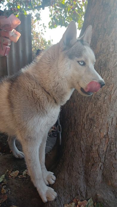 Продаётся сибирский хаски