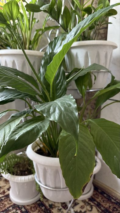 Комнатные растения (недорого)