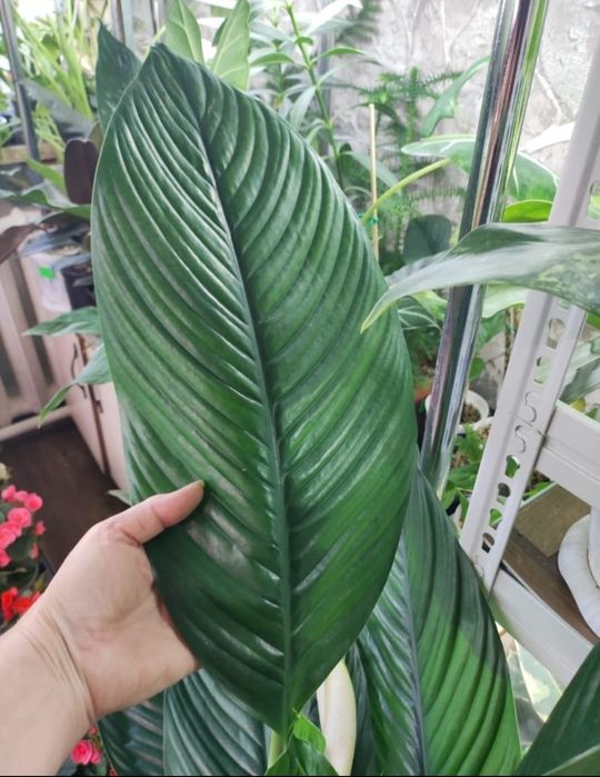 Спастифиллум Сенсация