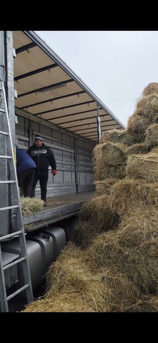 Baloti Rotunzi Lucerna min.40.sau fan.Drept.min.500.Transport>RO UE

B