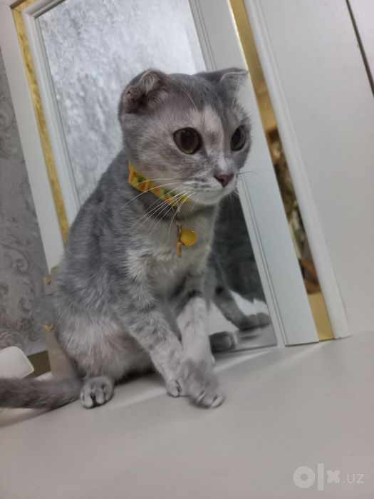 Scottish fold sotiladi