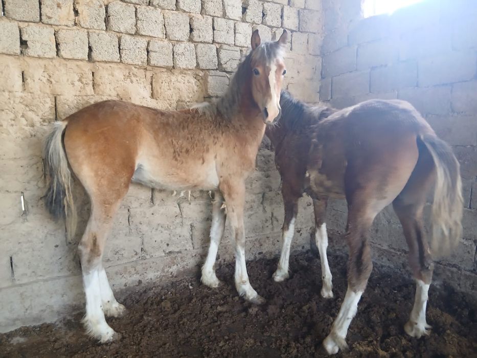 Тайлар бар еркек