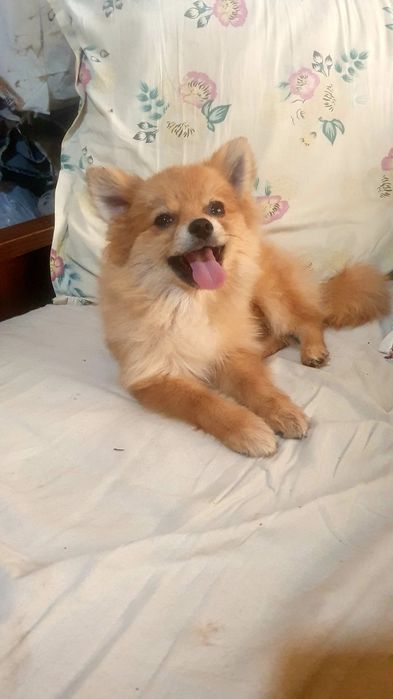 Продаётся щенок померанского шпица