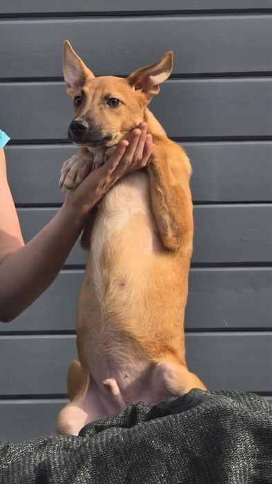 Щенок - мальчик Ральф , 8 месяцев