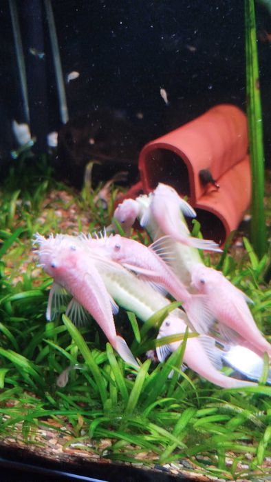 Сомик L144 "снежок"