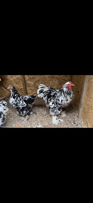 Брама мрамор ( Далматинка)