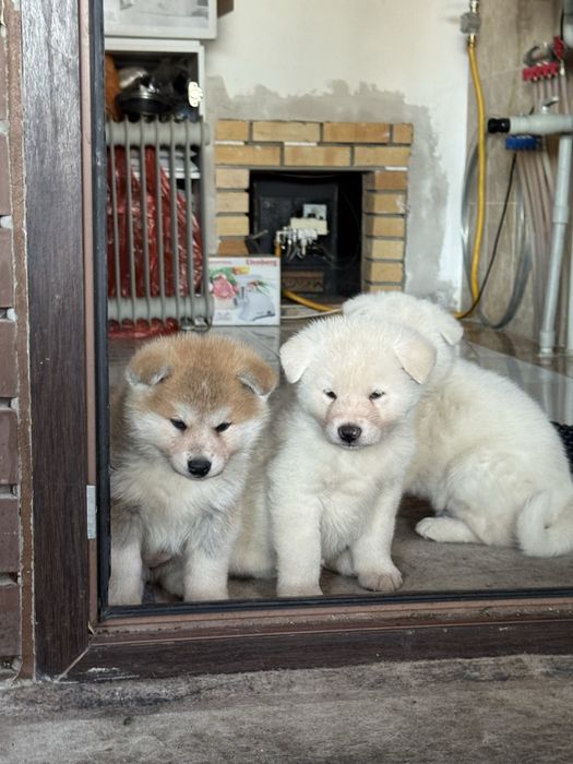 Акита Ину щенки