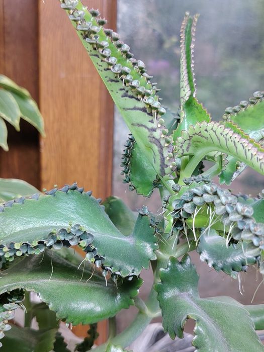 Каланхоэ целебный детки.