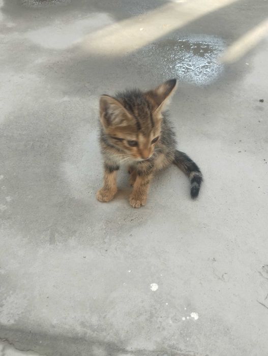 1 yarim oylik Bengal zodli tabiiy mushukcha