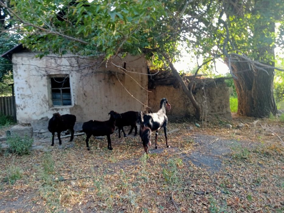 Коза Битал  300тыс