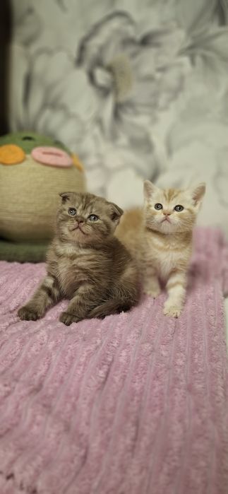 Шотландские скоттиш котята