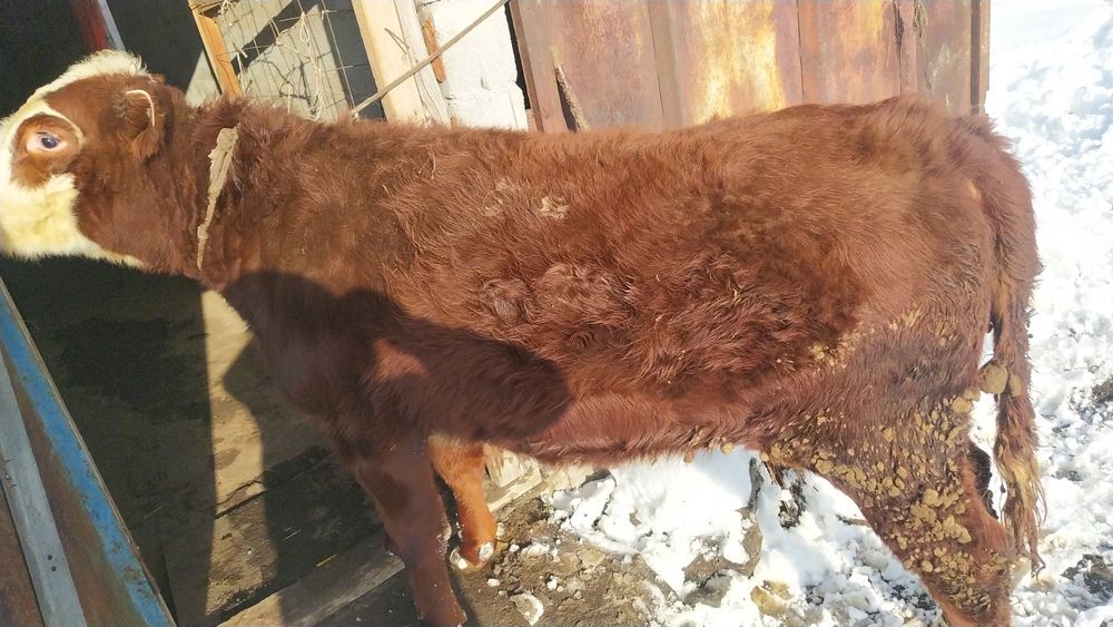 Продам тёлку жирную стоит на аткорме. Можно через веса.