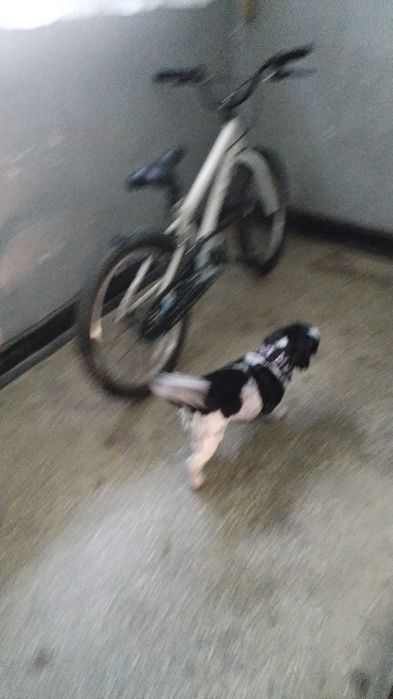 Donez cățelușa bichon