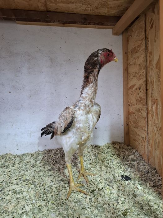 Дакан курица несётся