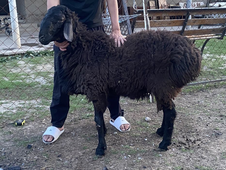 Пародистый қошқар ұрықтыққа