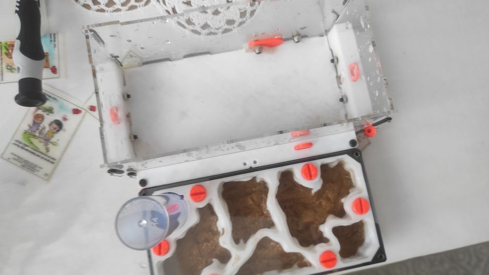 Муравьиная ферма