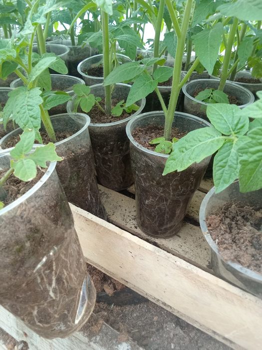 Рассада томата (помидор).