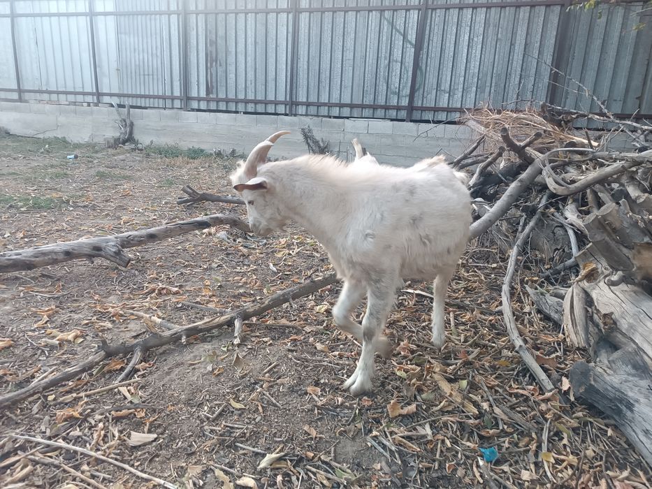 Продается коза и козёл