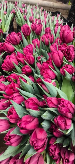 Тюльпаны букетами Астана