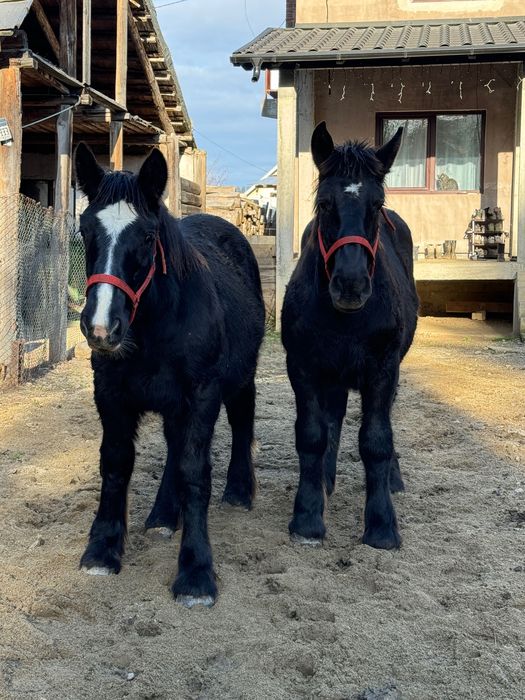 Mânji armăsari de vânzare