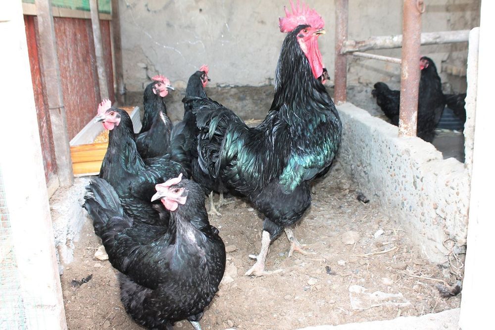 Qora Shaxzoda jõjalari va tuxumlari