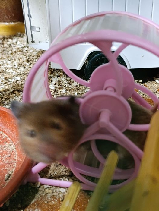 Хамяк сотилади Она бола