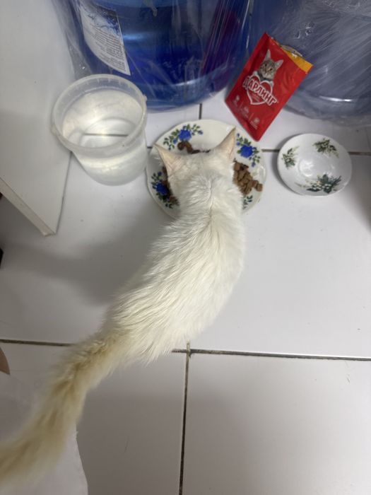 Котенок мальчик