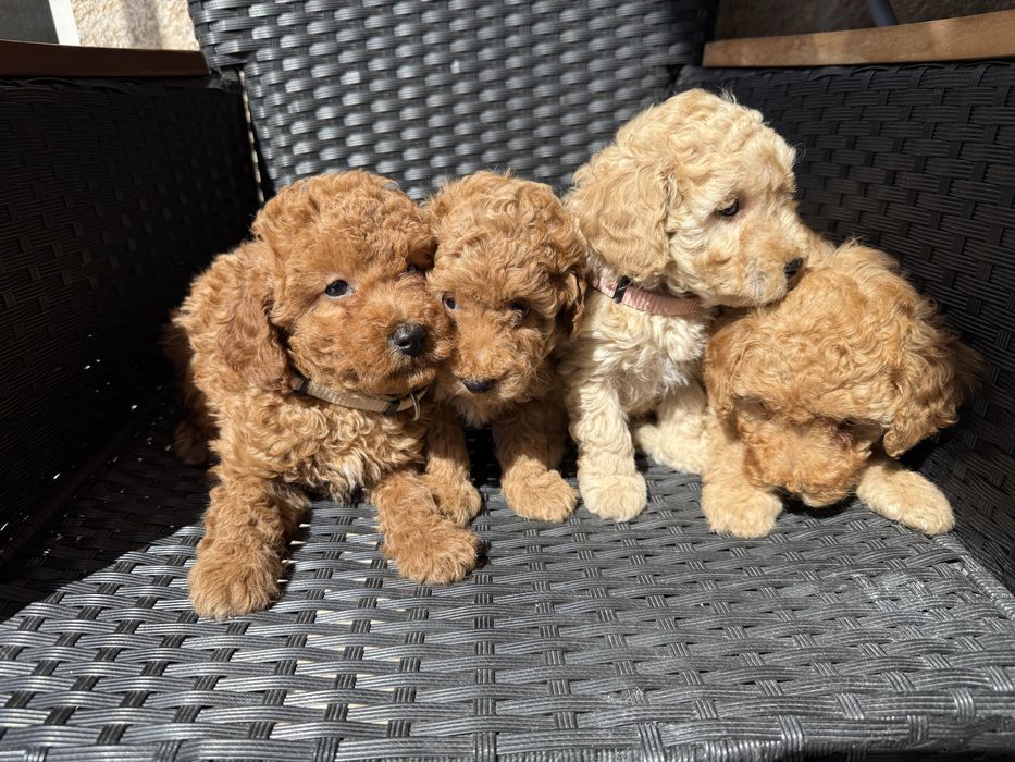 Мини пудели актулано от 25.1.2026