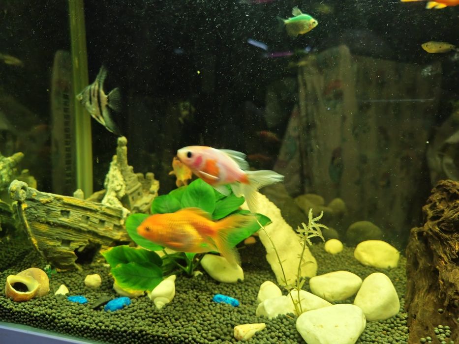 Обмен золотых рыбок, карп кои