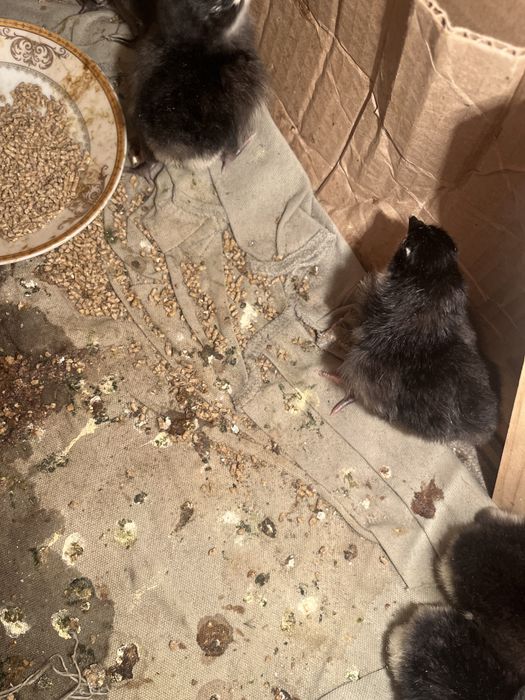 Астролрп балапаны