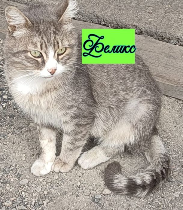 Котик Феликс в добрые руки. Писать на ватсап.