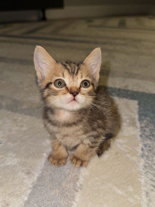 шотландская скоттиш-страйт