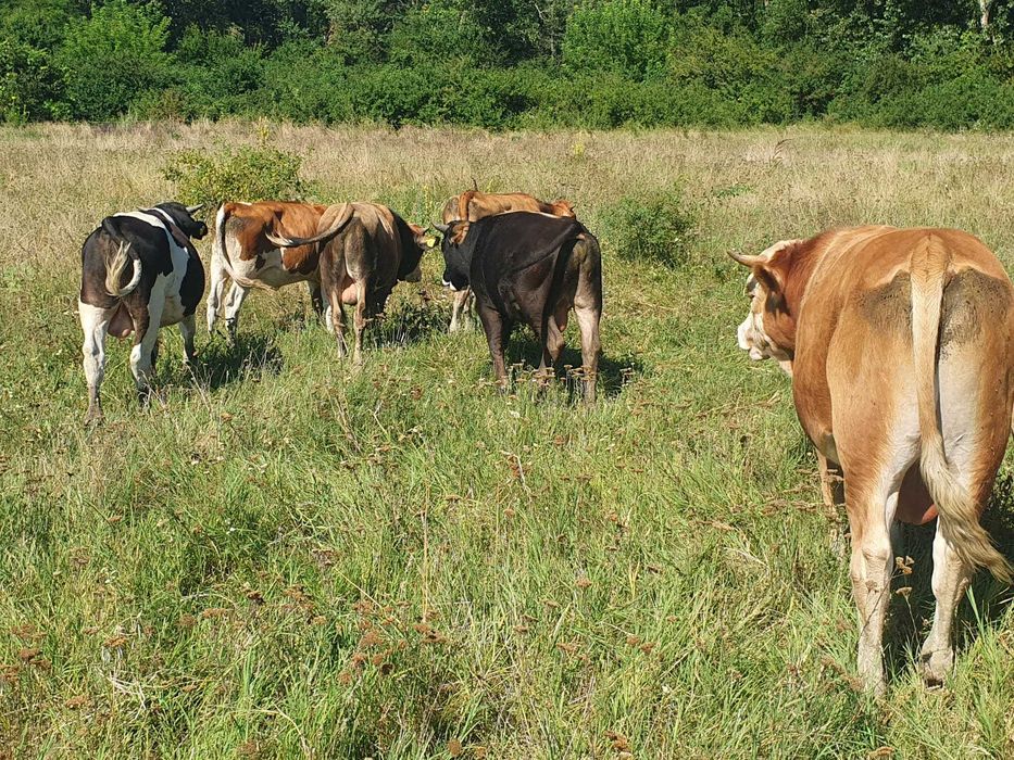 Vitei de rasa Simmental, Baltata Romaneasca si Belgieni de vanzare