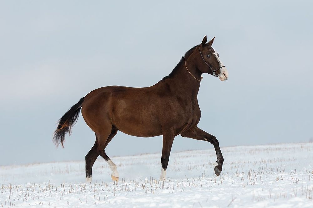 Кобыла ахалтекинская ахалтеке