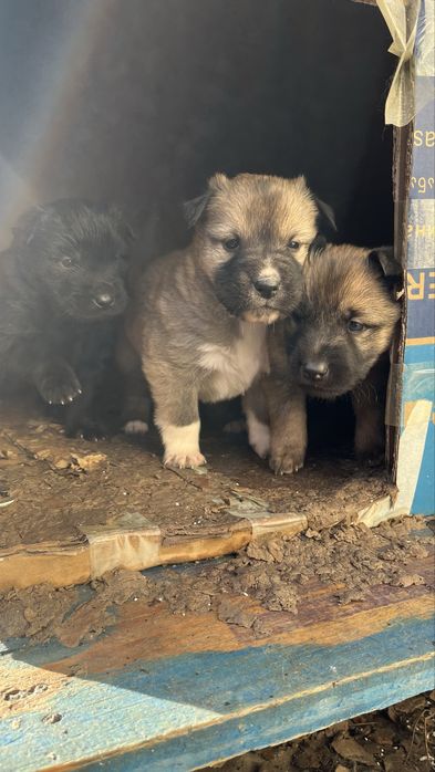 Отдам породистых щенков