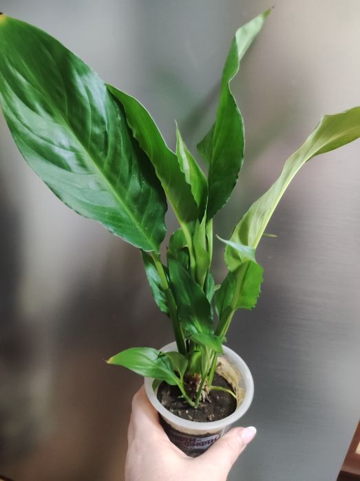 Цветок "Женское счастье "