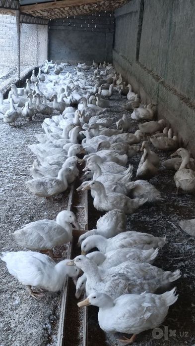 Продаются утки породы АДИГЕЛЬ.
