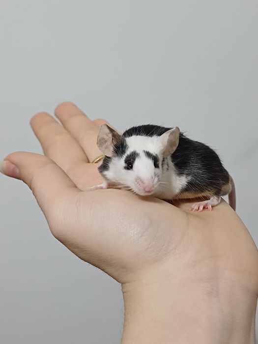 Продам декоративных мышек вместе с клеткой