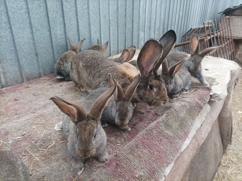 Vând masculi, femele și pui de UG