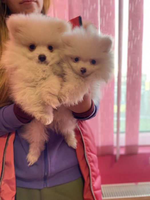 Померан мъжко и женско