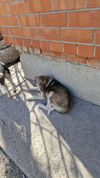 Щенки в добрые руки