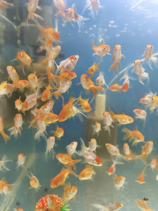 Олтин Баликлар сотилади